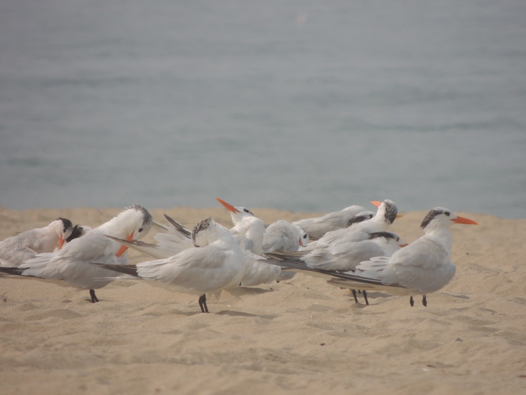 Royal Tern - ML262866281