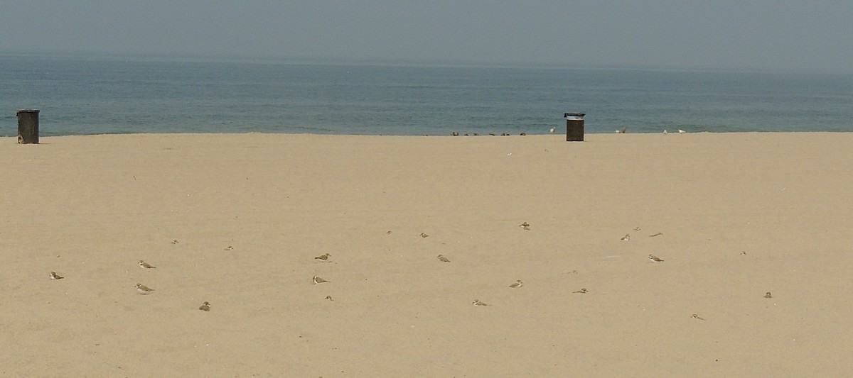 Snowy Plover - ML262866861