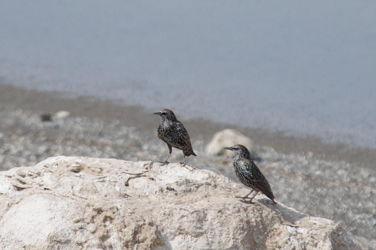 European Starling - Holly Minor