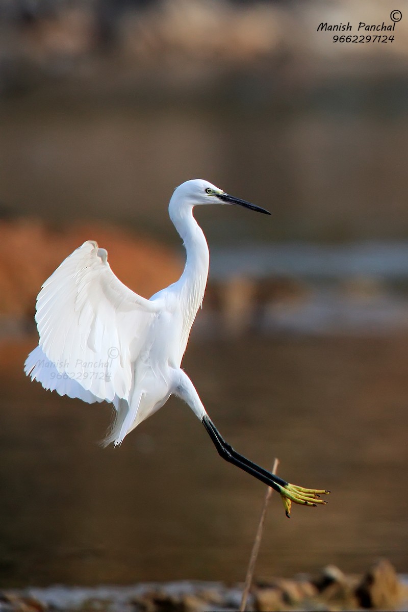 Little Egret - ML262868741