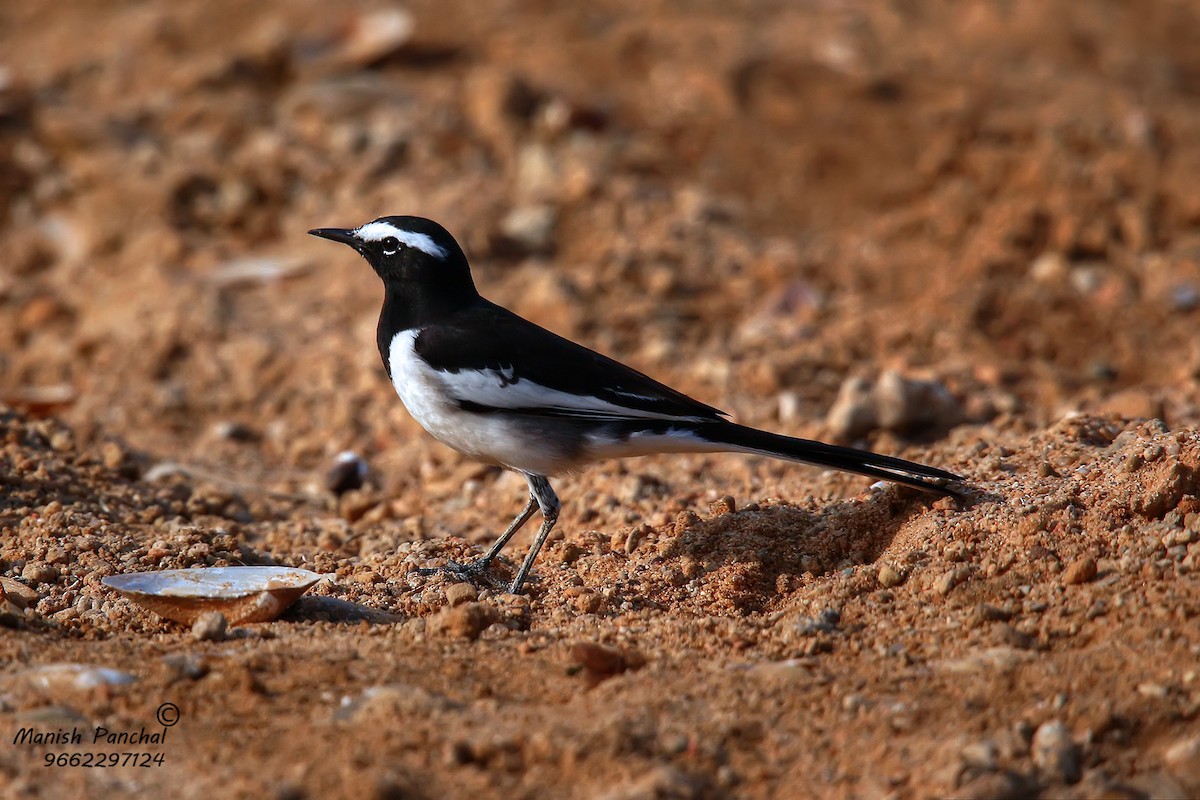 White-browed Wagtail - Manish Panchal