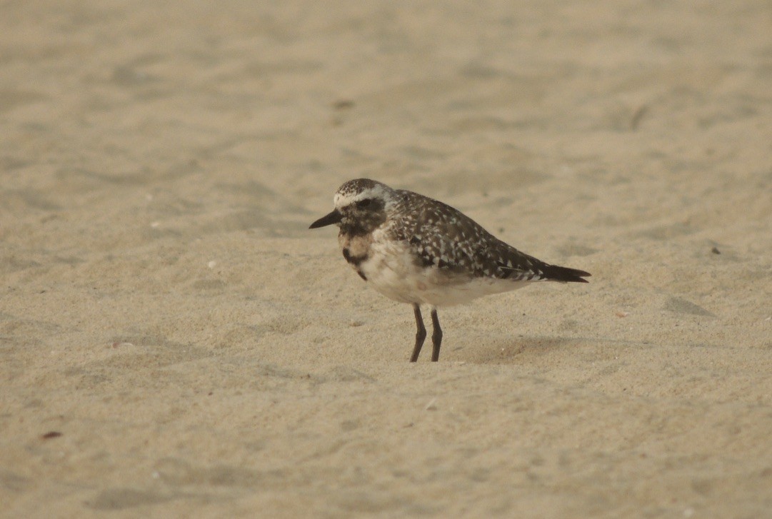 Black-bellied Plover - ML262869631