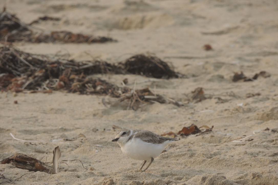 Snowy Plover - ML262869721