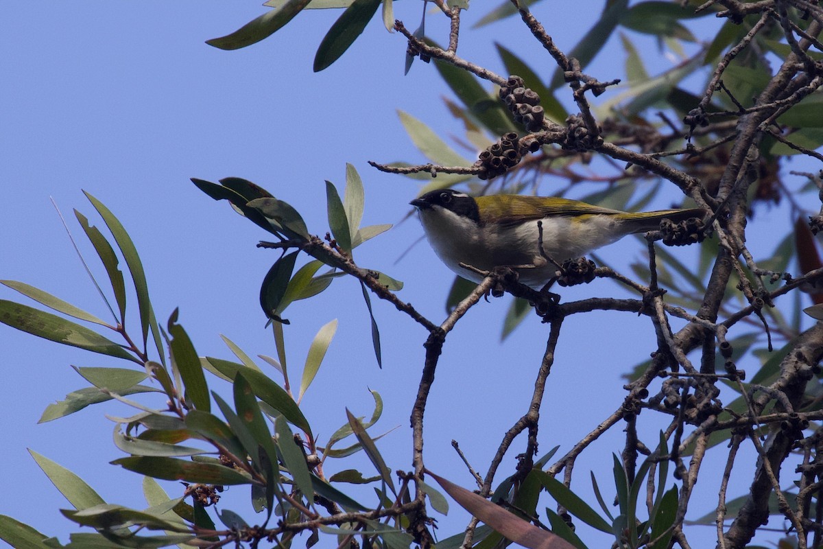 White-throated Honeyeater - ML262870671