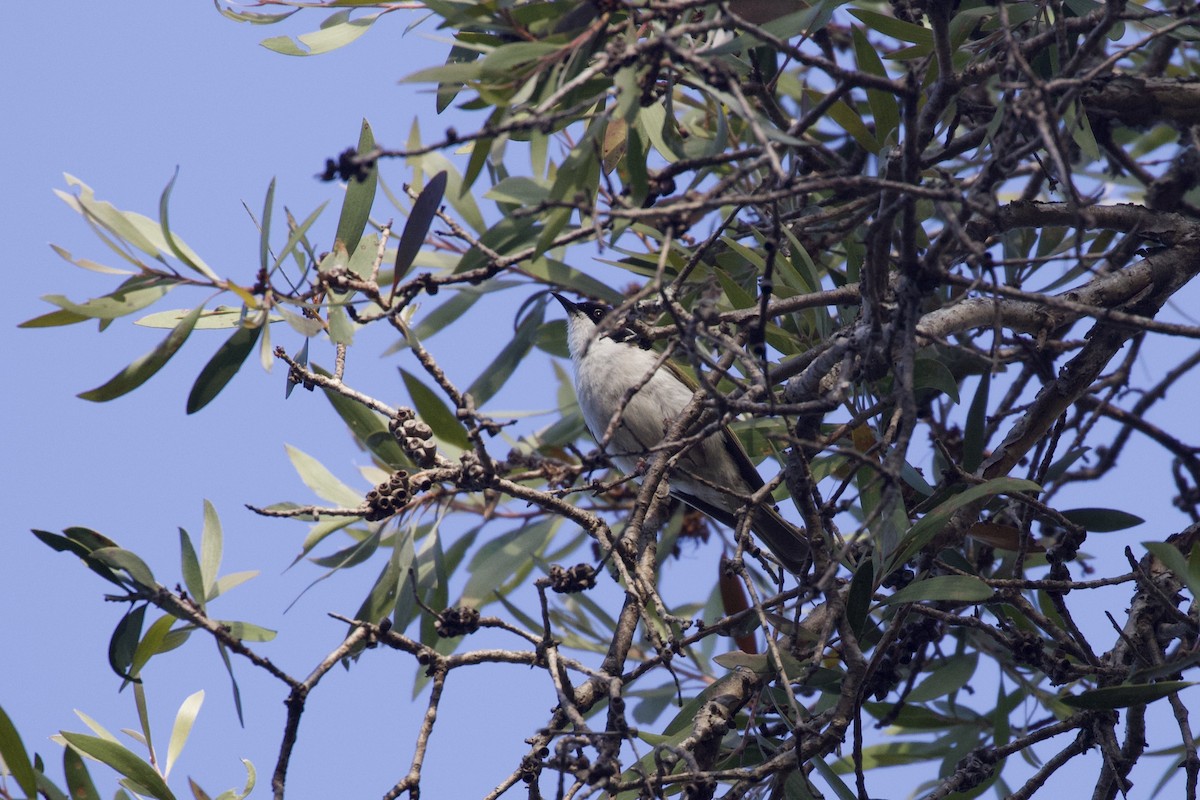 White-throated Honeyeater - ML262870691