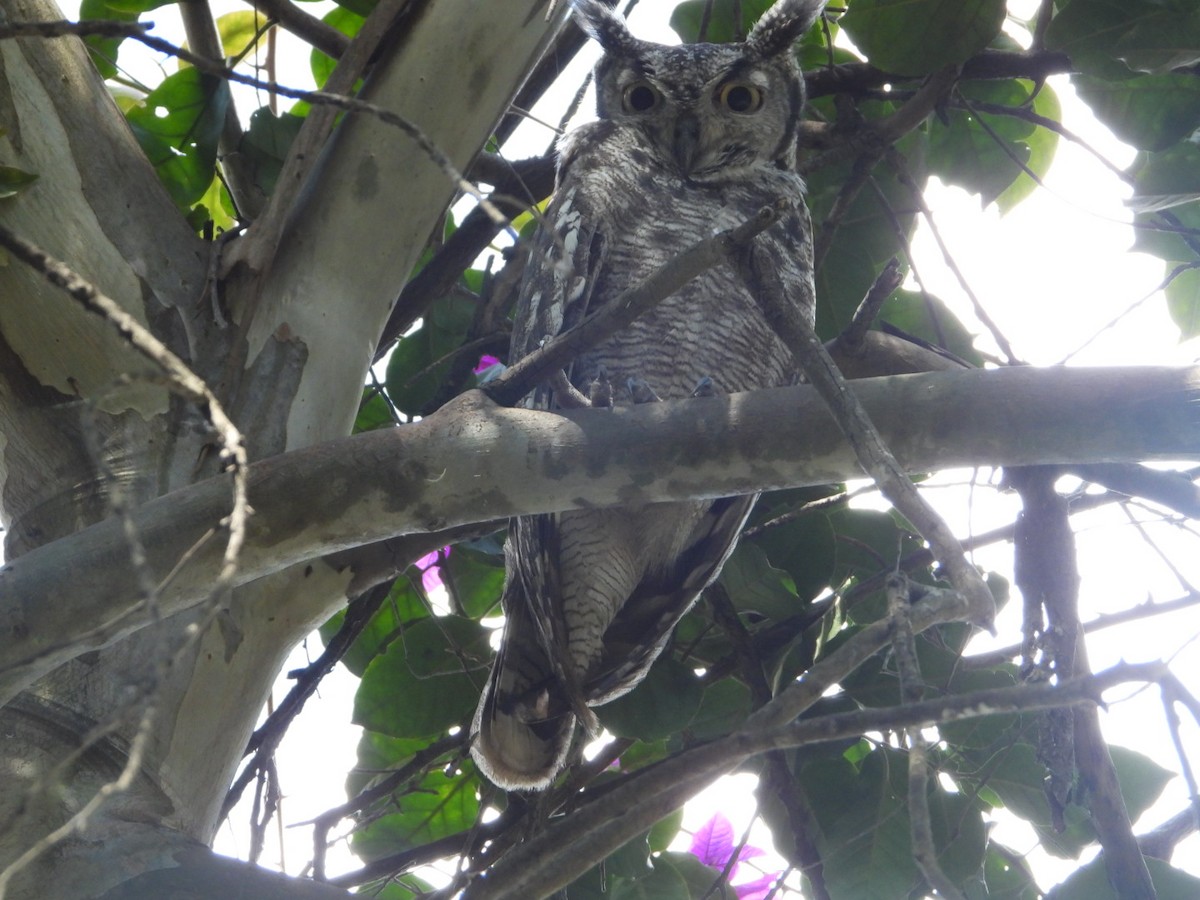 Spotted Eagle-Owl - ML262871711