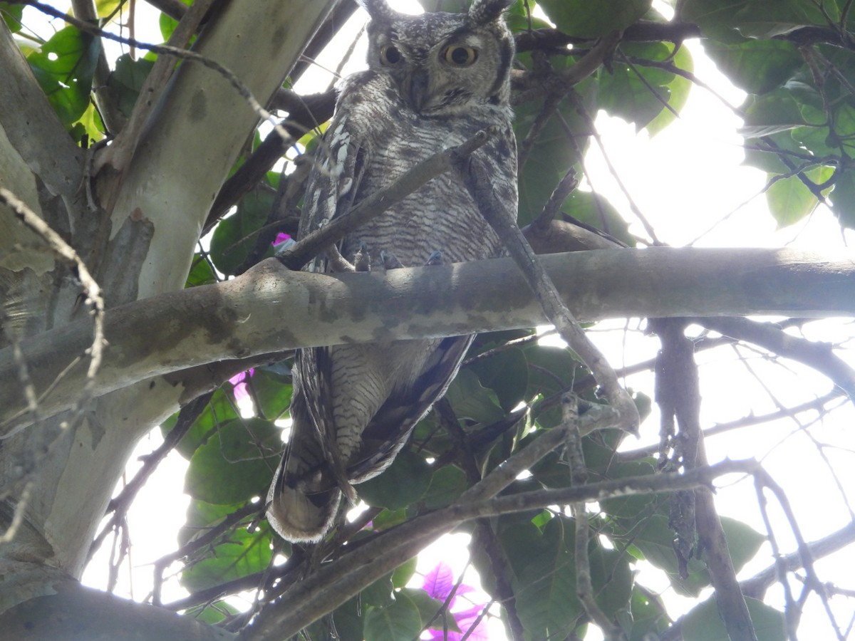 Spotted Eagle-Owl - ML262871721