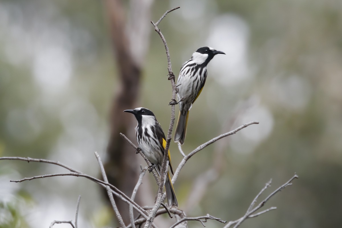 White-cheeked Honeyeater - ML262871781