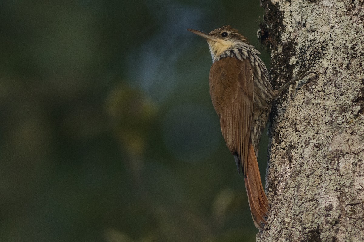 Scaled Woodcreeper - ML262873331