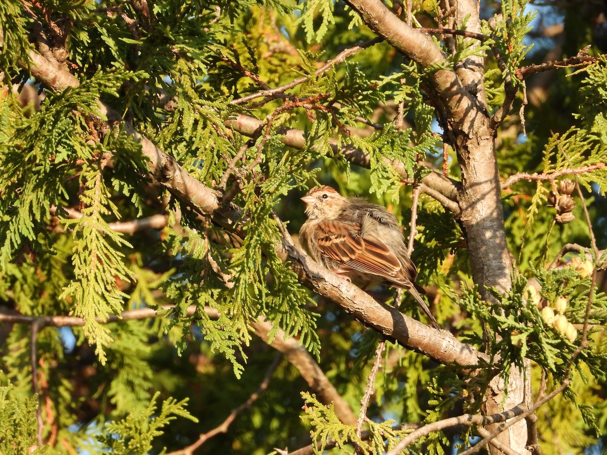 Chipping Sparrow - ML262875711