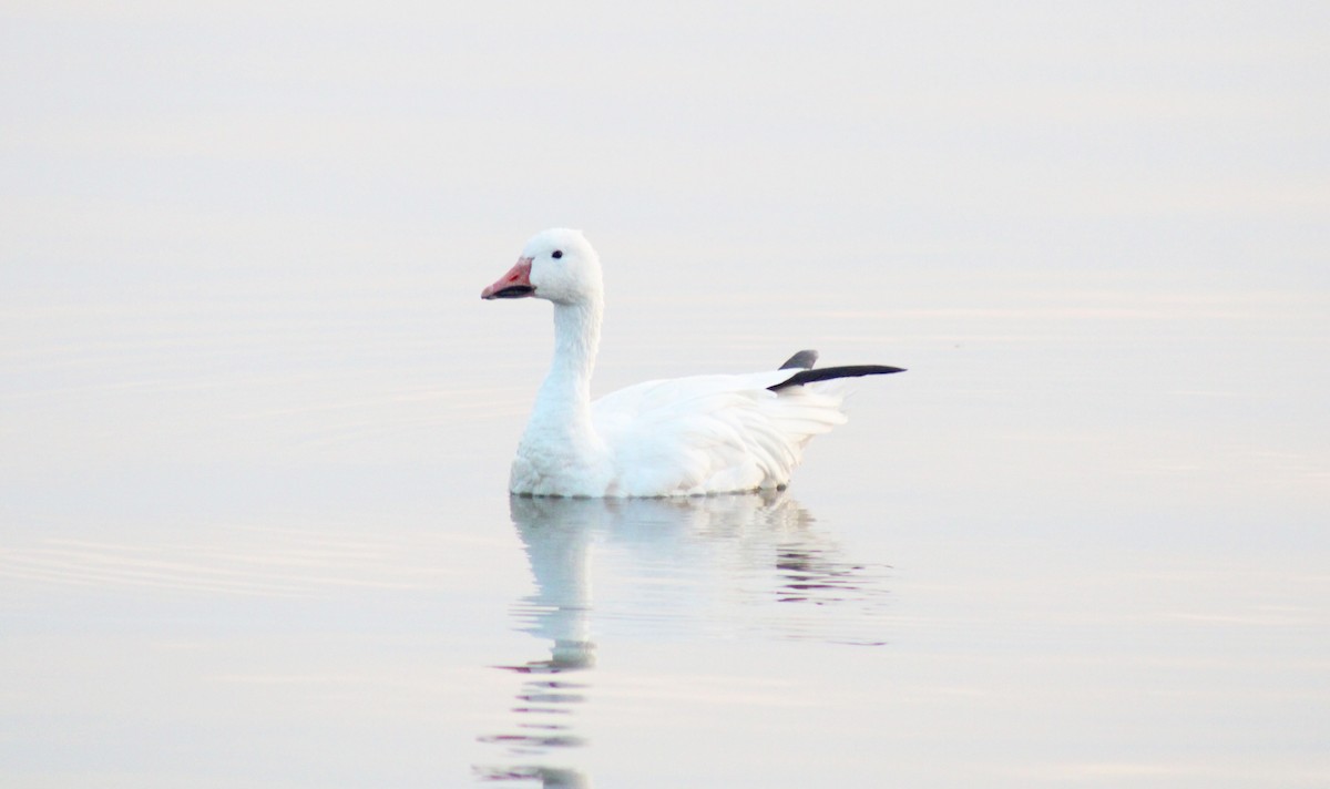 Snow Goose - ML262879751