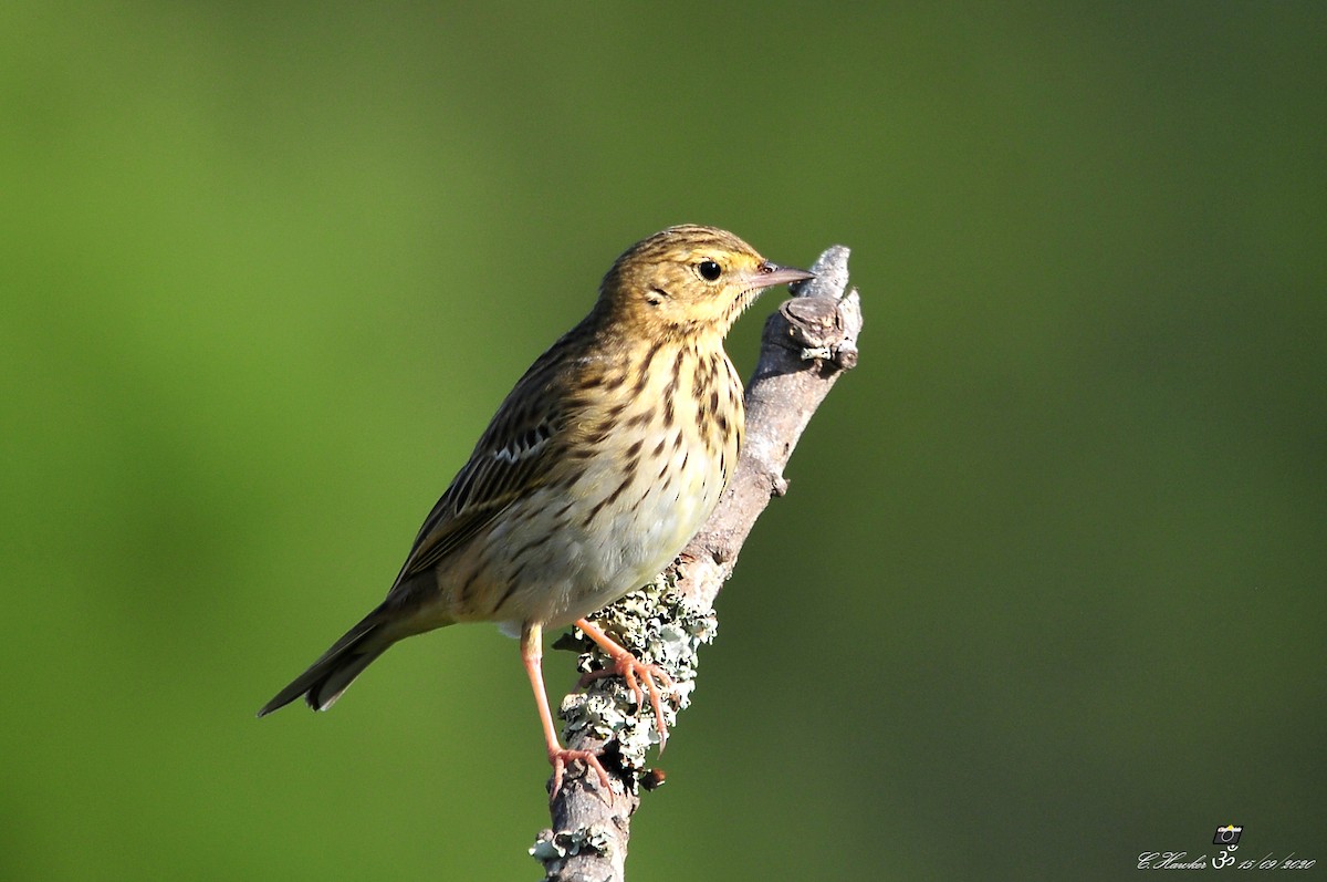 Tree Pipit - ML262880611