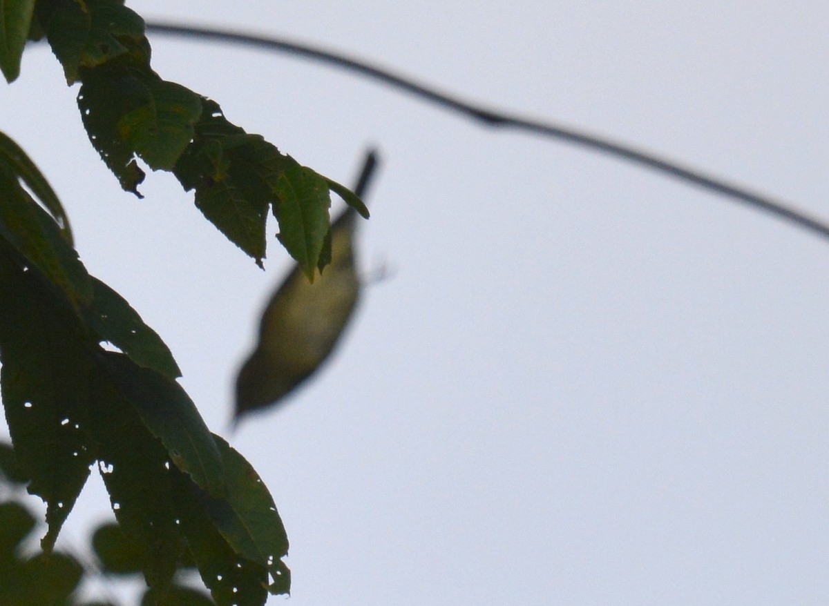 Acadian Flycatcher - Jay Wherley