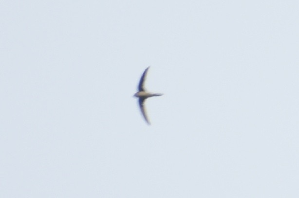 Alpine Swift - ML262880991