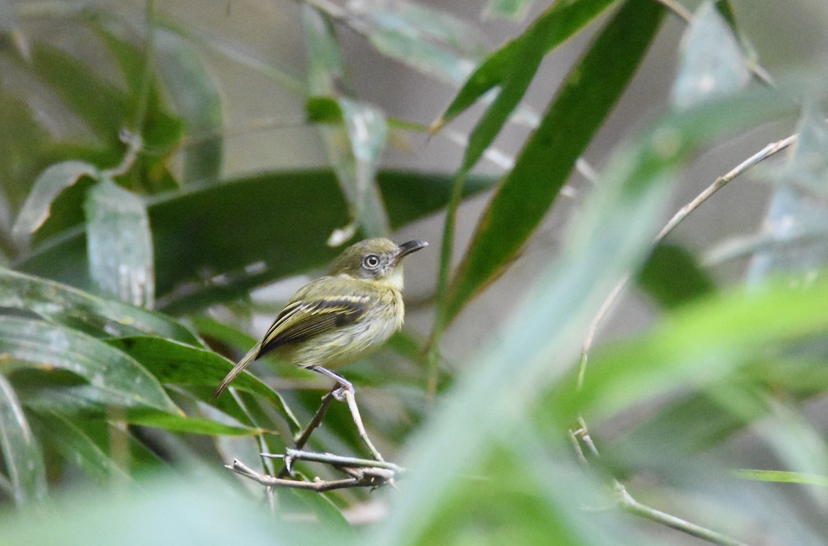 Southern Bentbill - Luke Berg