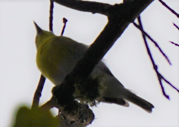 Gelbkehlvireo - ML262882341