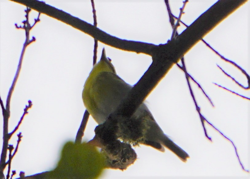 Yellow-throated Vireo - Marcia Dunham