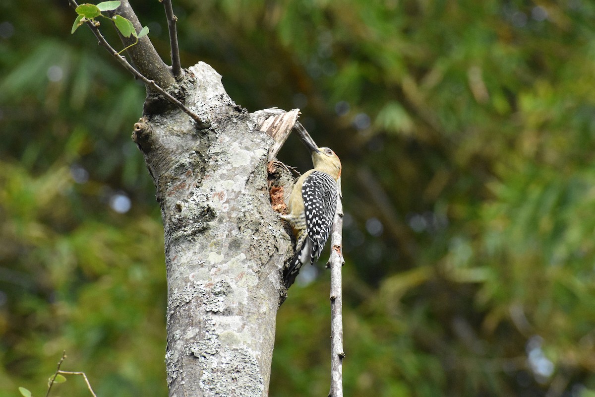 Red-crowned Woodpecker - Juan Camilo Franco Morales