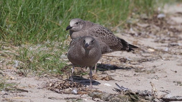 アメリカセグロカモメ - ML262883101