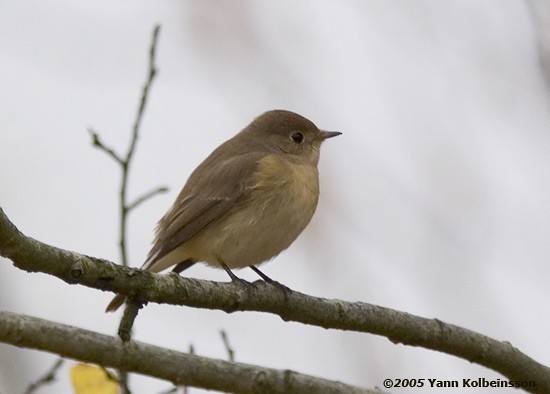 Red-breasted Flycatcher - ML262883181