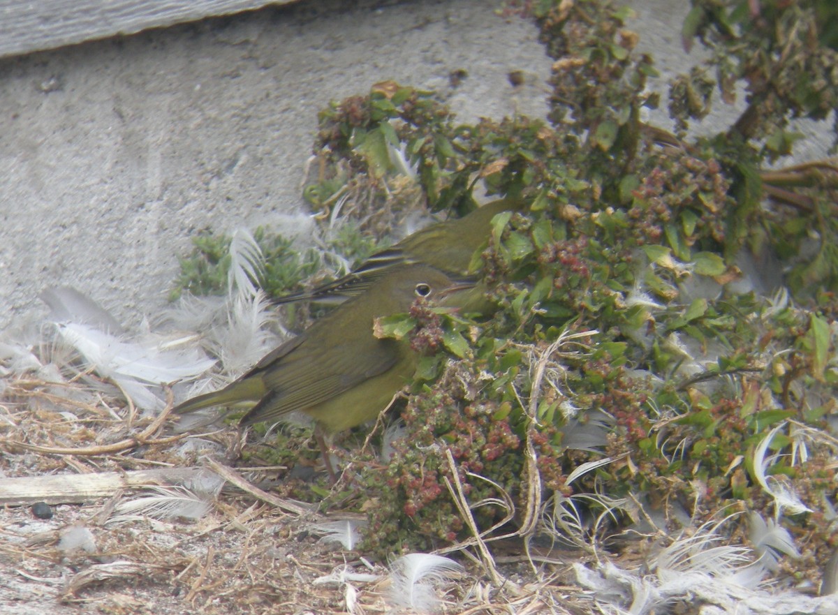 Connecticut Warbler - Oscar Johnson