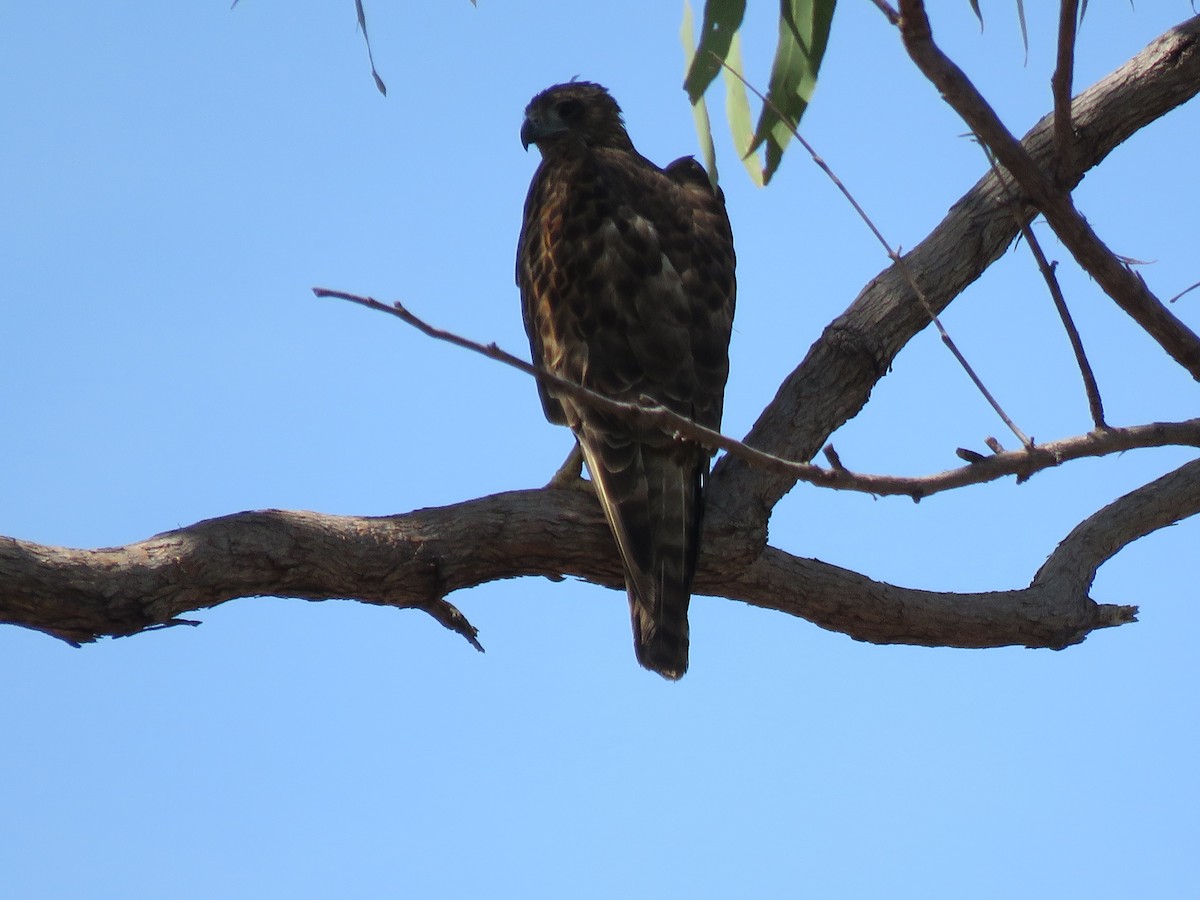 Red Goshawk - ML262884901