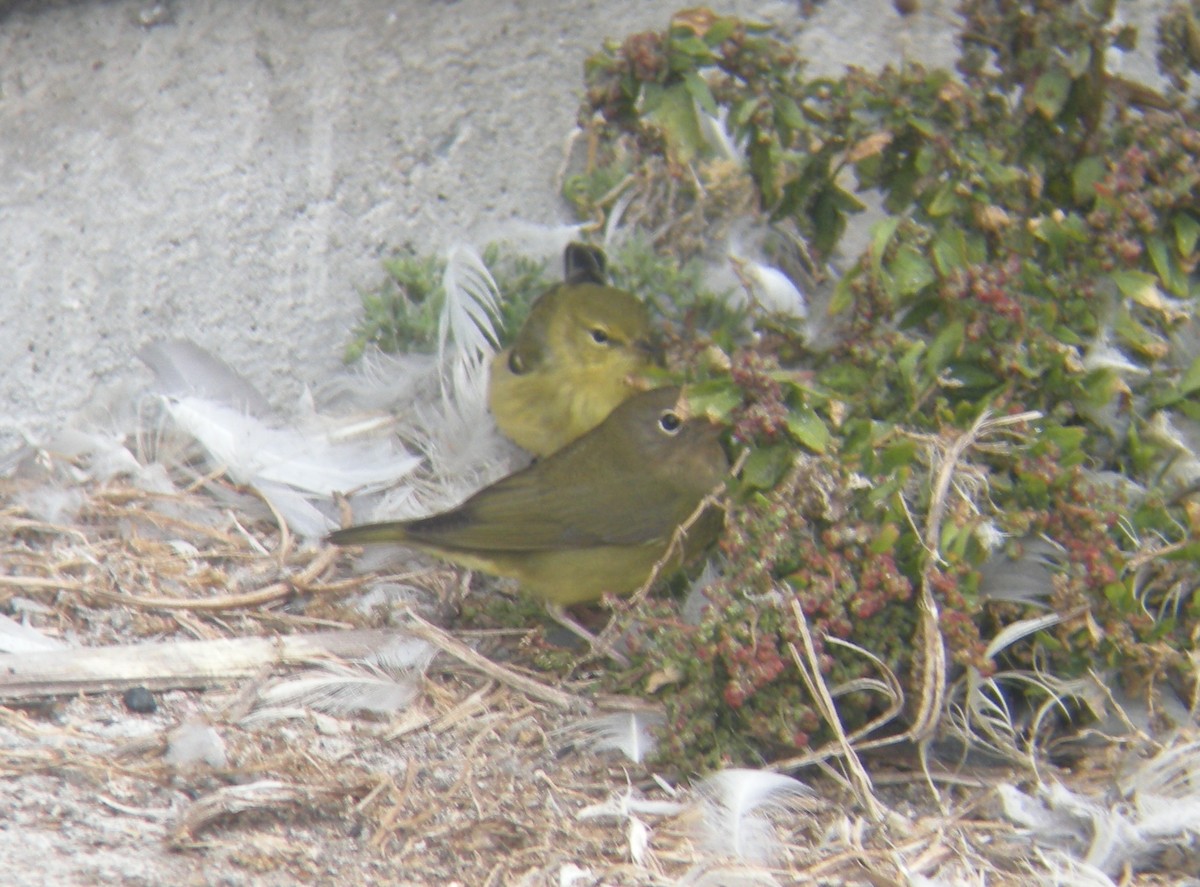 Connecticut Warbler - ML262885941