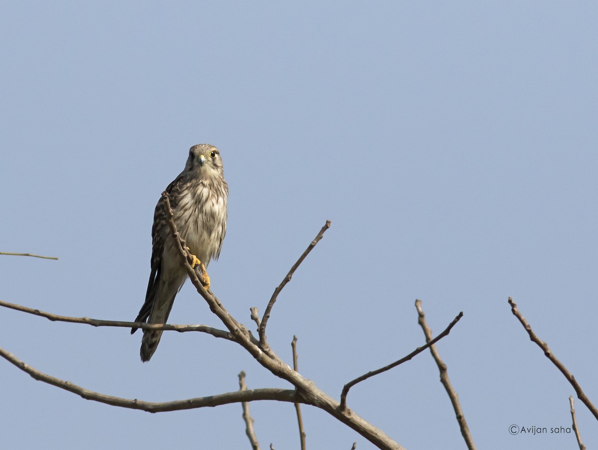 Eurasian Kestrel - ML26288621