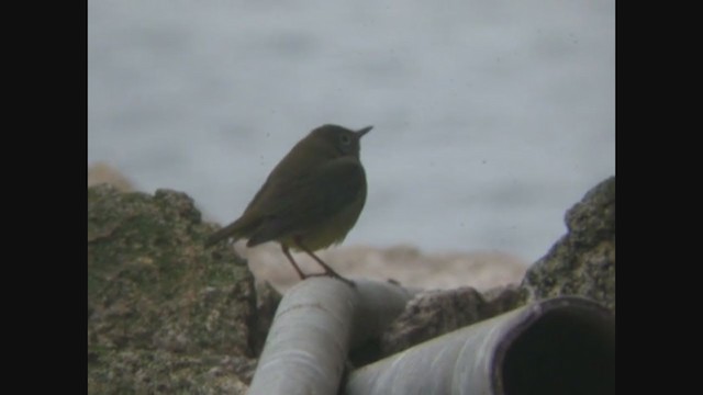 Connecticut Warbler - ML262886621