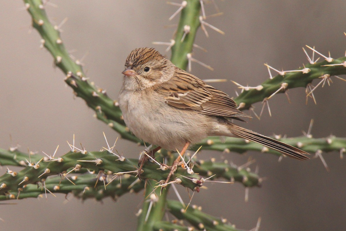 Brewer's Sparrow - ML26288731