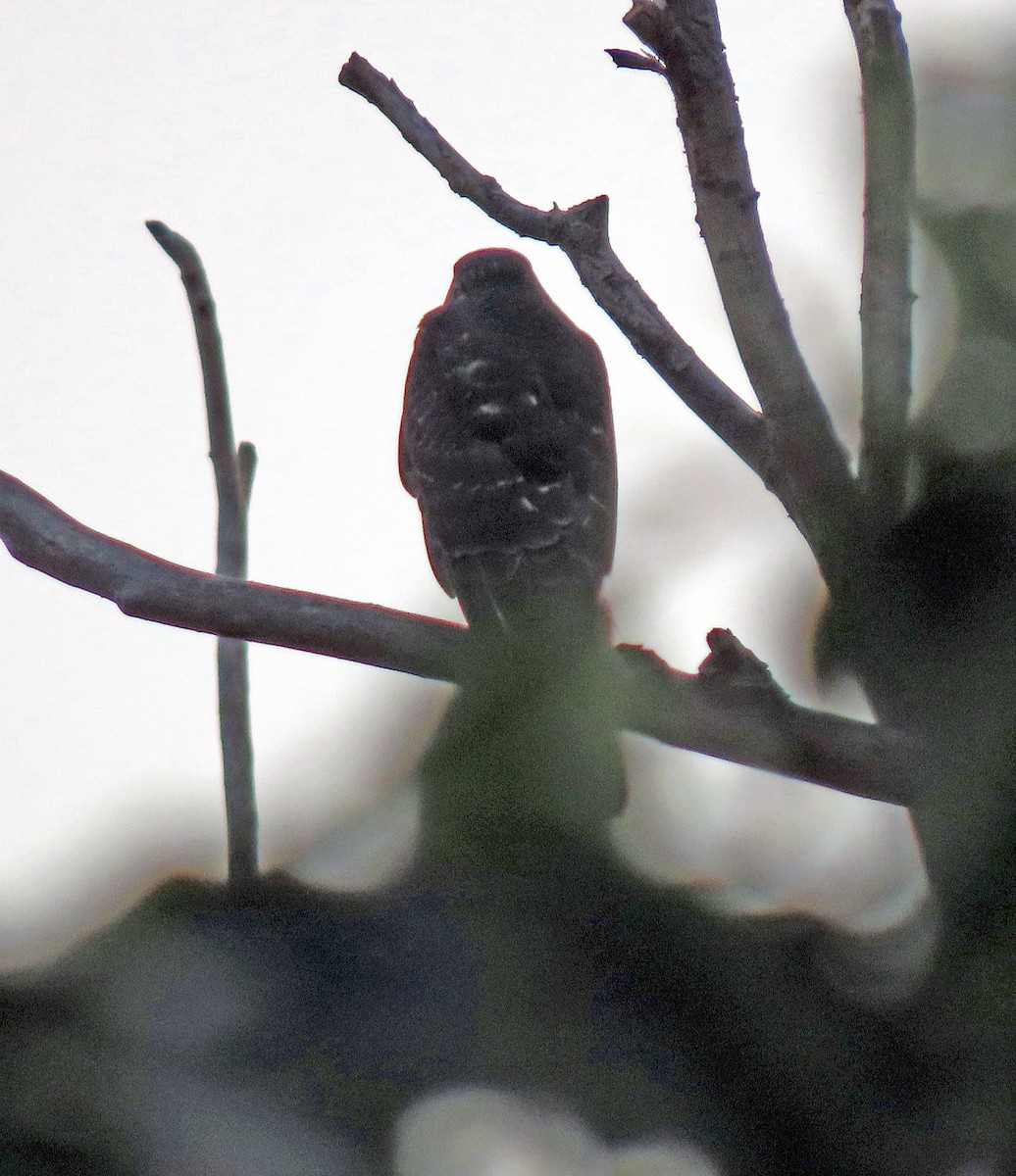 Cooper's Hawk - ML262888821