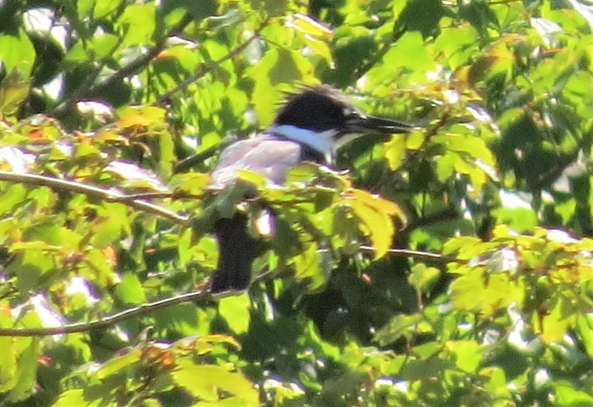 Belted Kingfisher - ML262888891