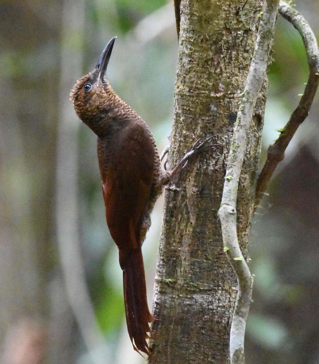 Northern Barred-Woodcreeper - Luke Berg