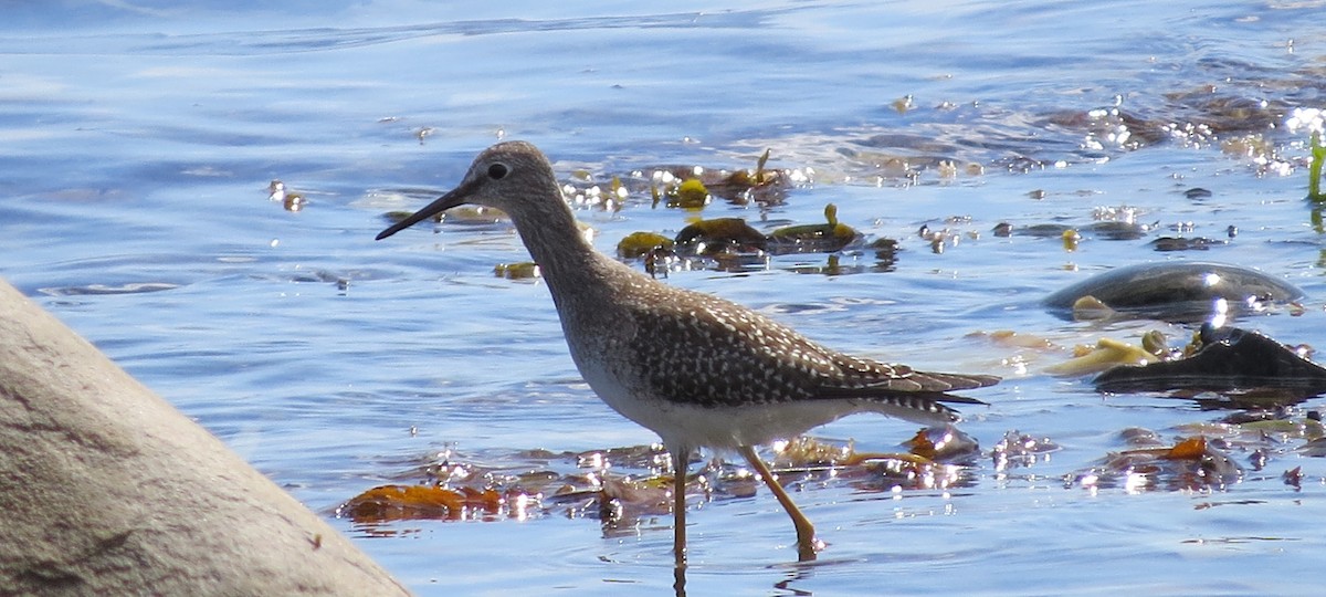 Greater Yellowlegs - ML262890981