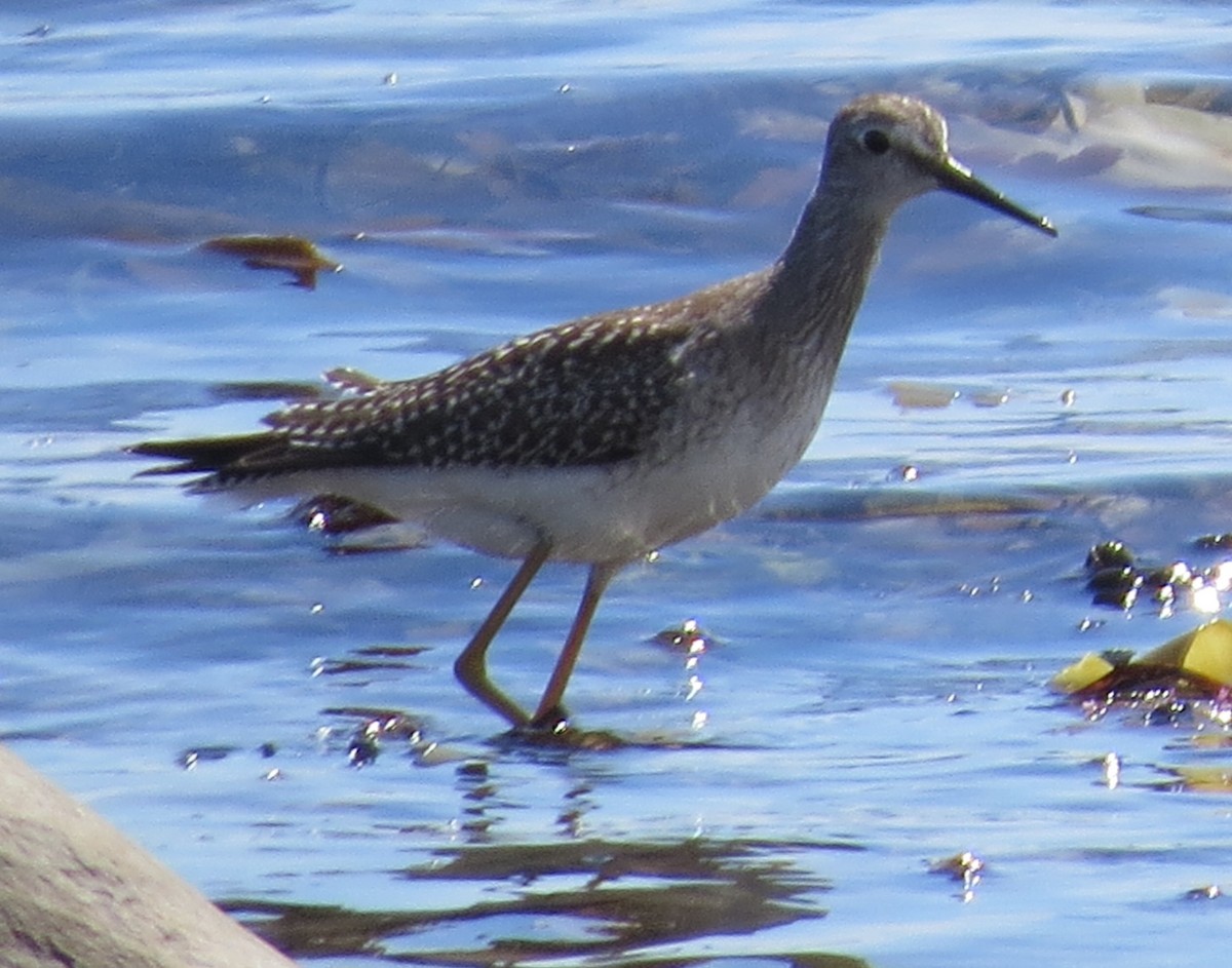 Greater Yellowlegs - ML262891001