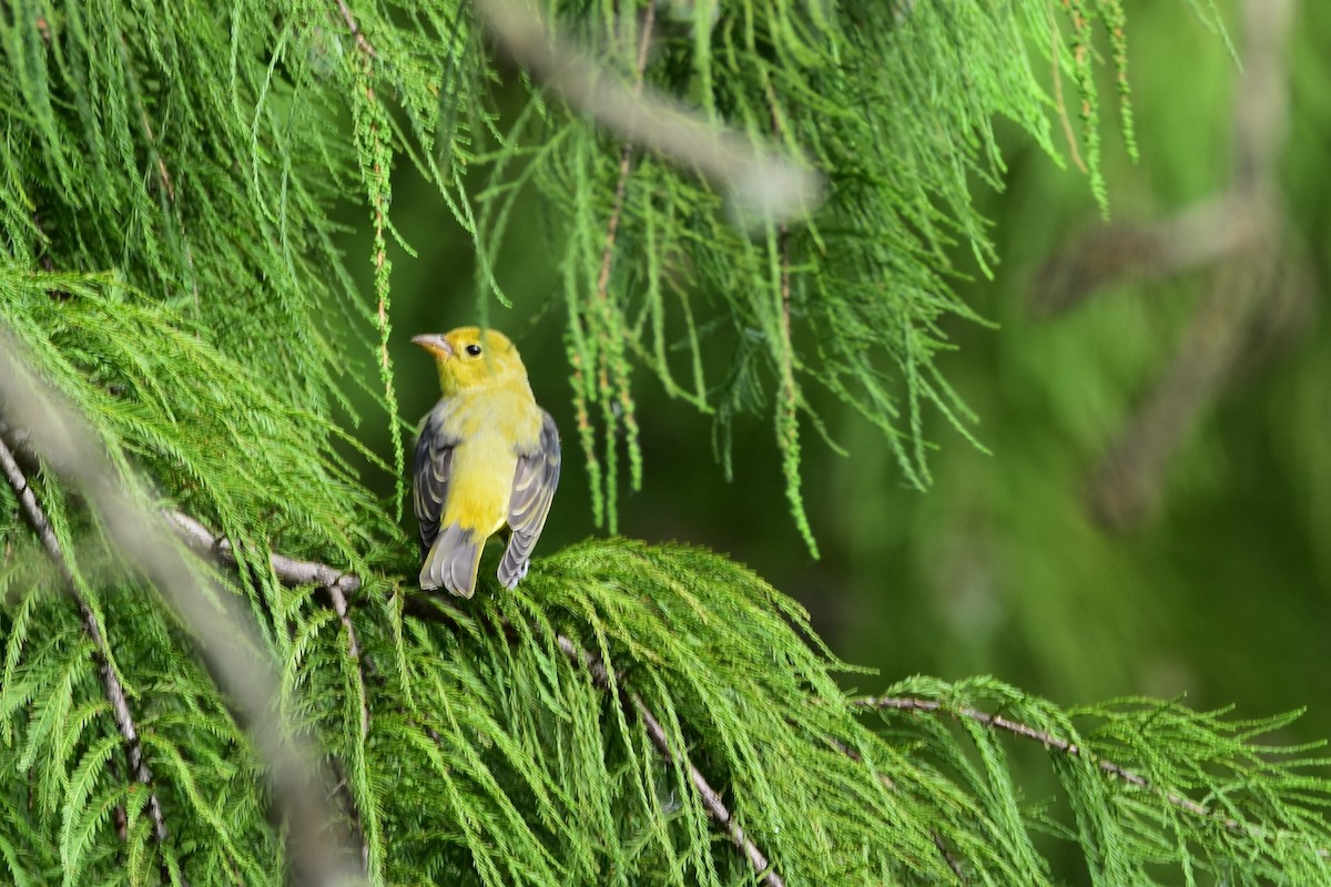 Scarlet Tanager - ML262891101