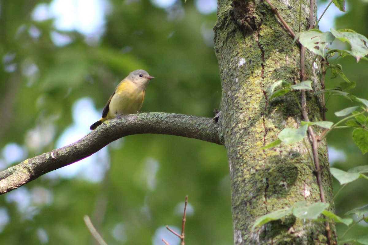 American Redstart - ML262891431