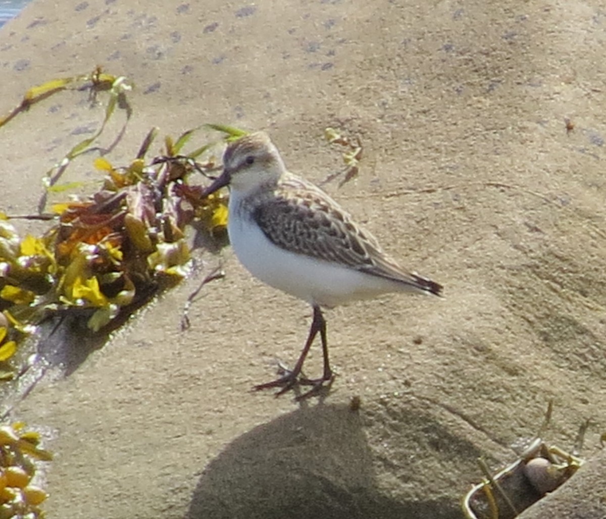 Semipalmated Sandpiper - ML262892051