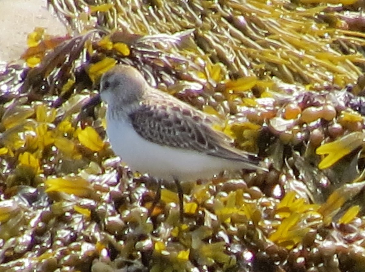 Semipalmated Sandpiper - ML262892141