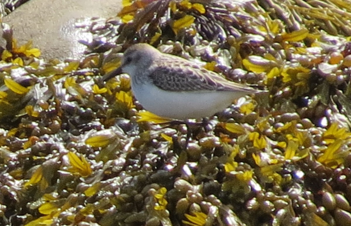 Semipalmated Sandpiper - ML262892151