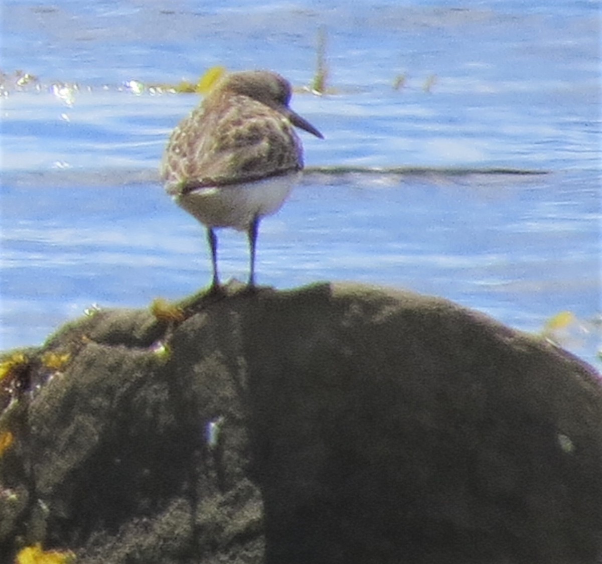 Semipalmated Sandpiper - ML262892171