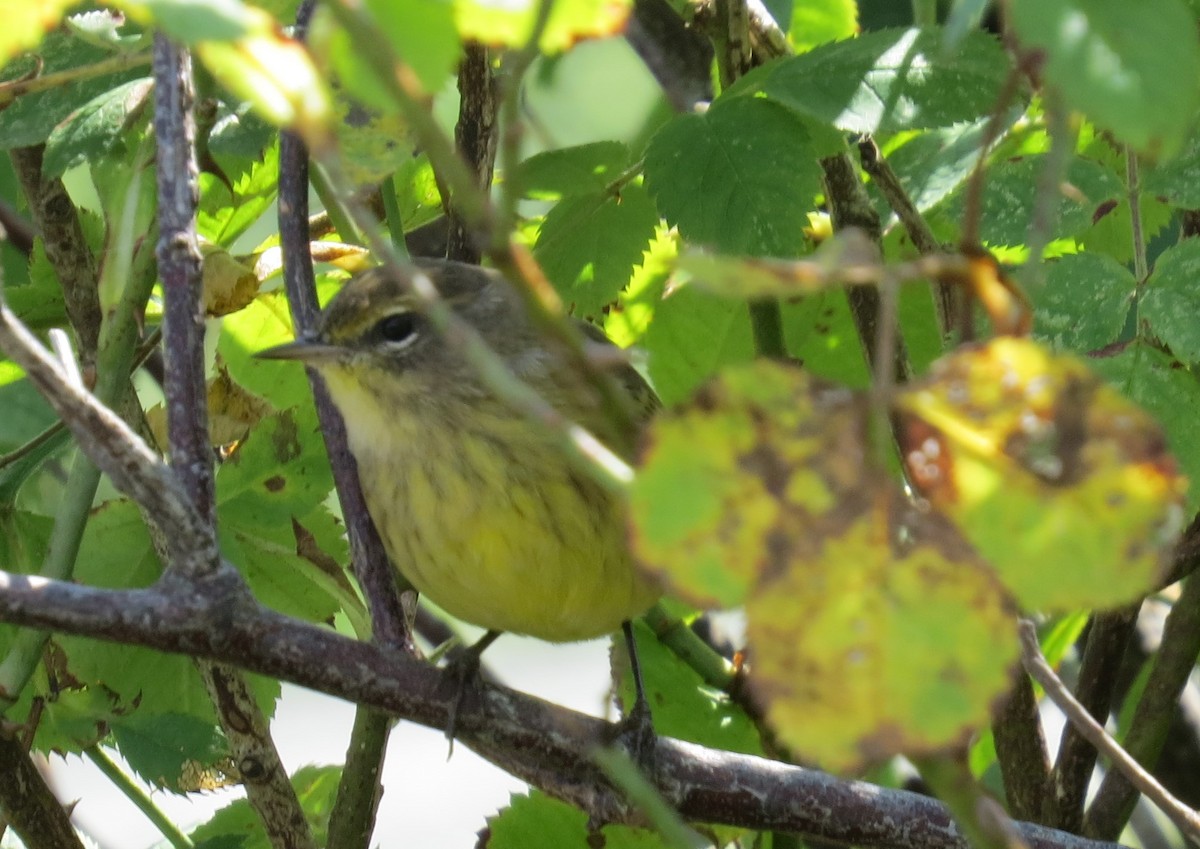 Palm Warbler - ML262892221