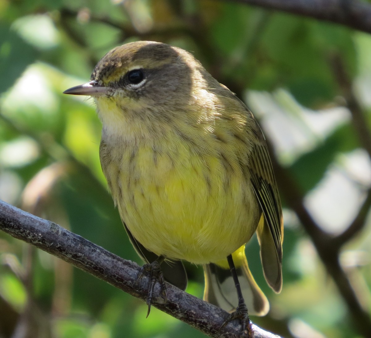 Palm Warbler - ML262892841