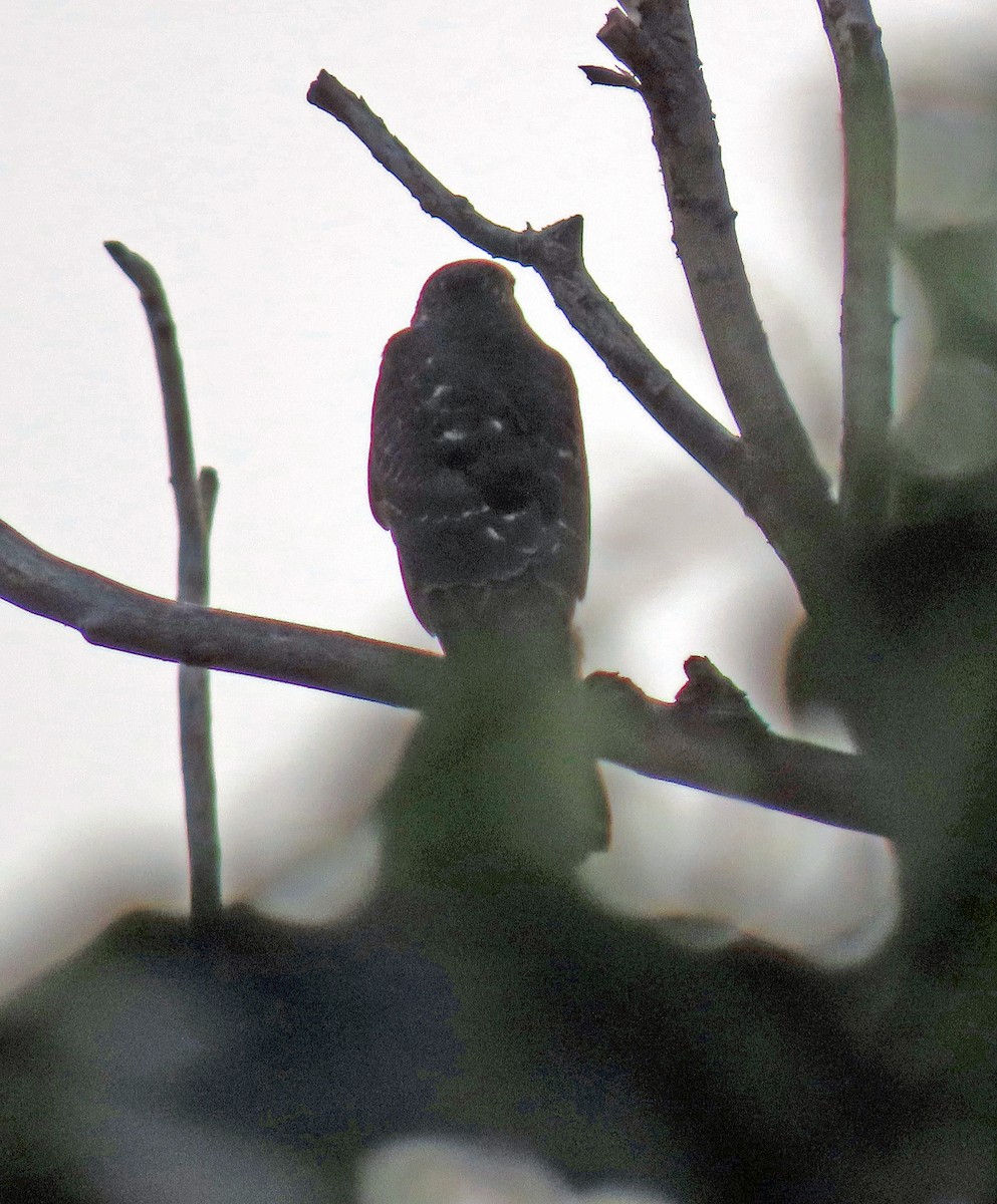 Cooper's Hawk - ML262893641