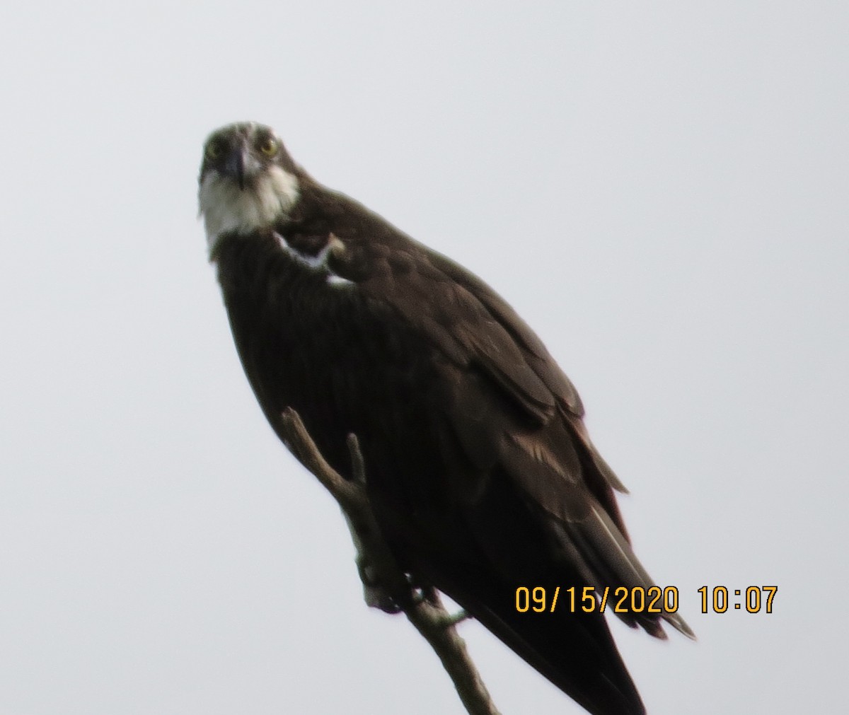 魚鷹 - ML262893761