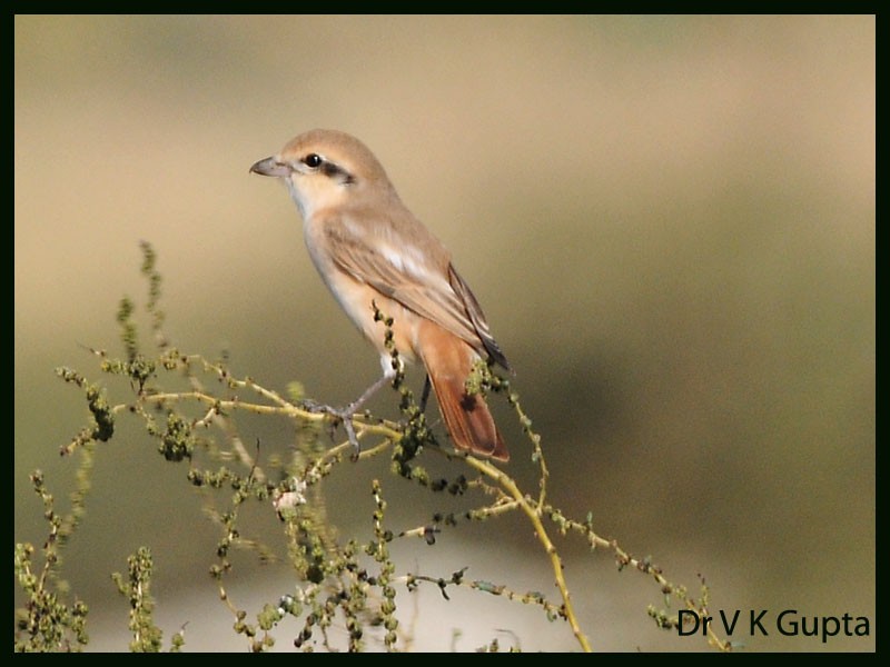 Isabelline Shrike - ML262895821