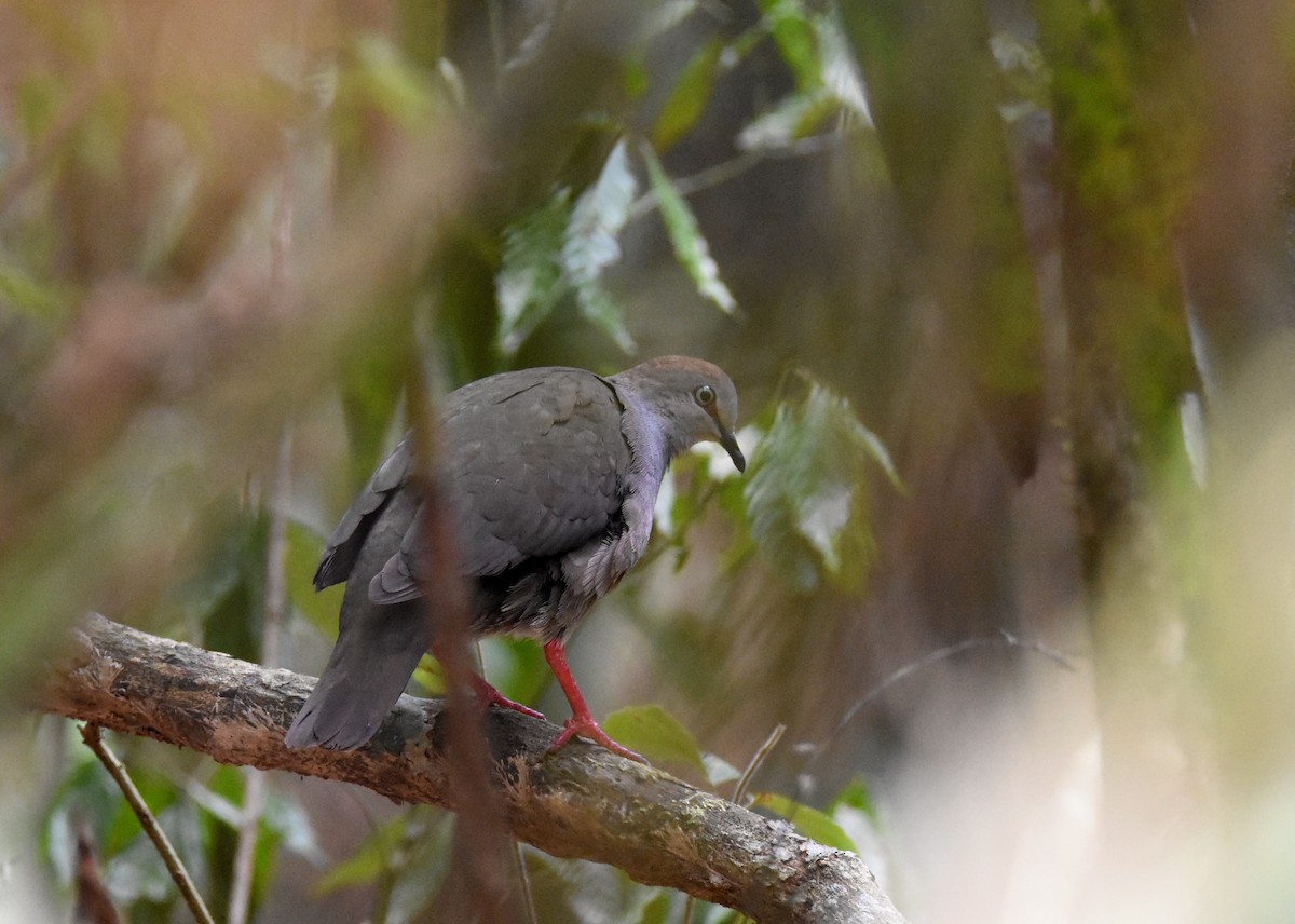 Gray-chested Dove - Luke Berg