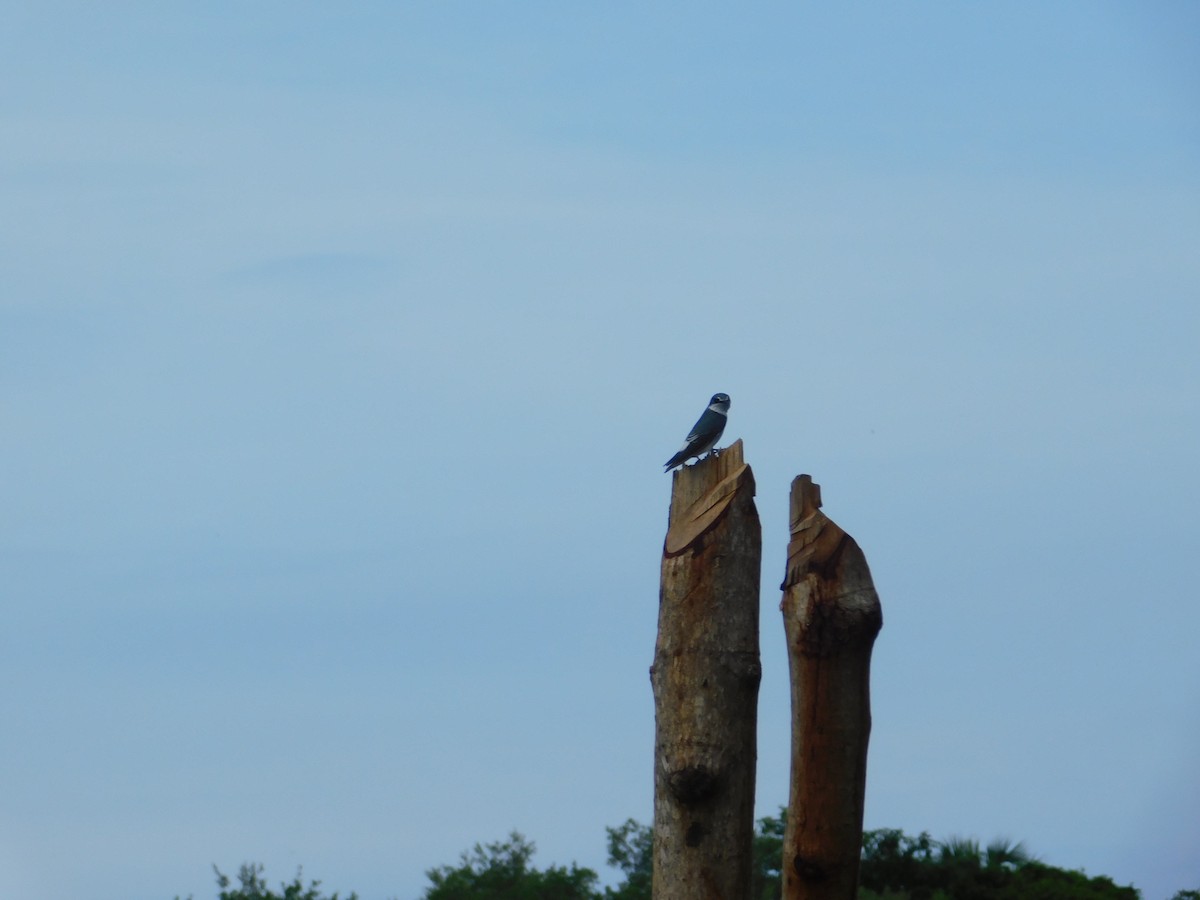 Mangrove Swallow - ML262897421