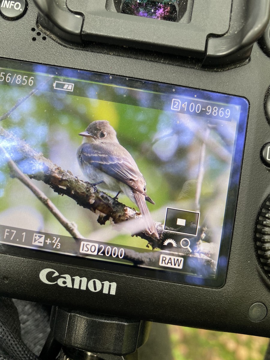 Eastern Wood-Pewee - ML262897681