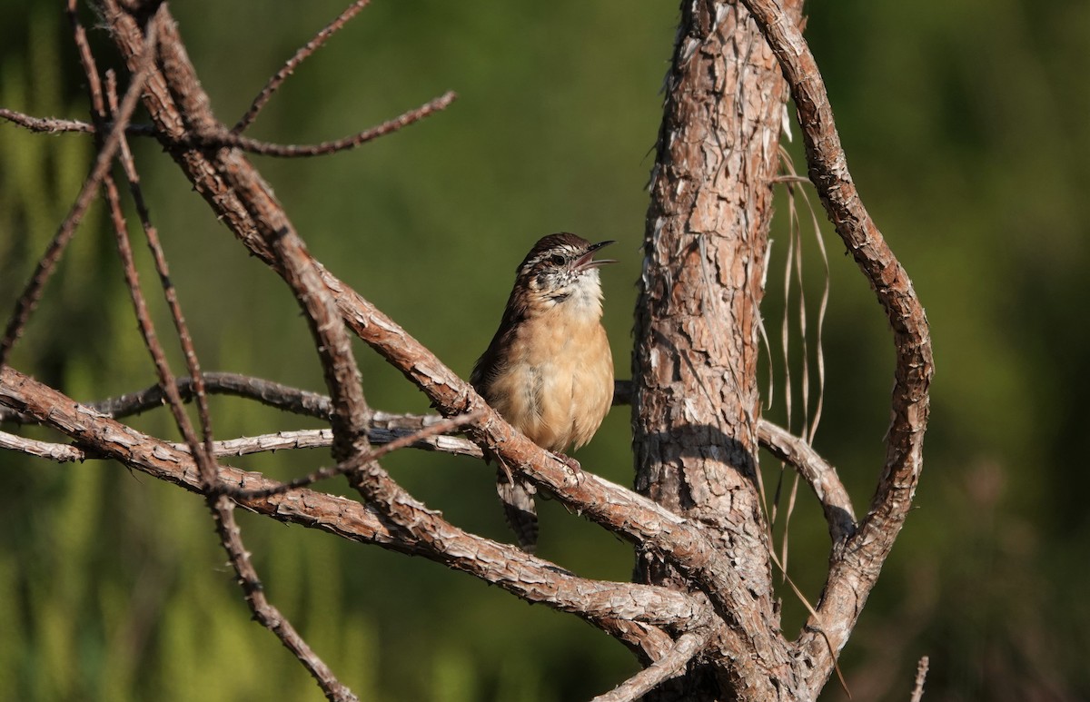 Carolina Wren - ML262897701